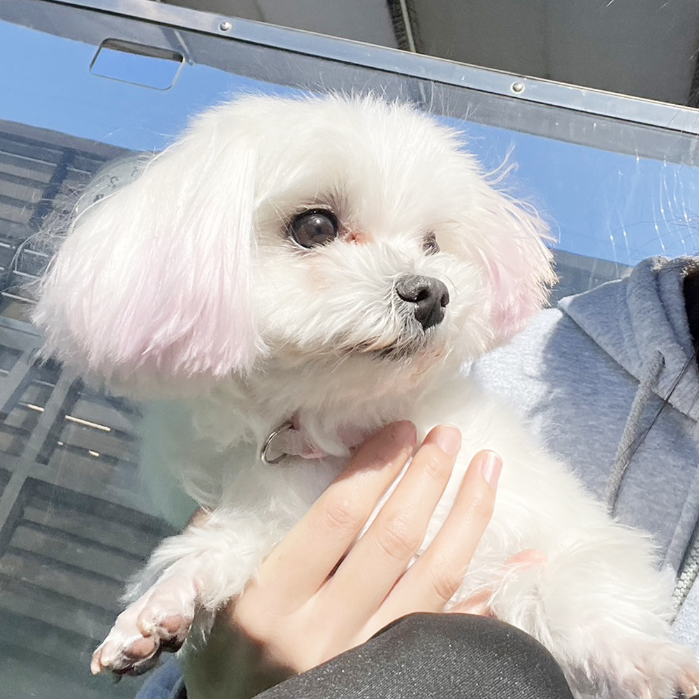 生徒が撮影したモデル犬たちの写真！